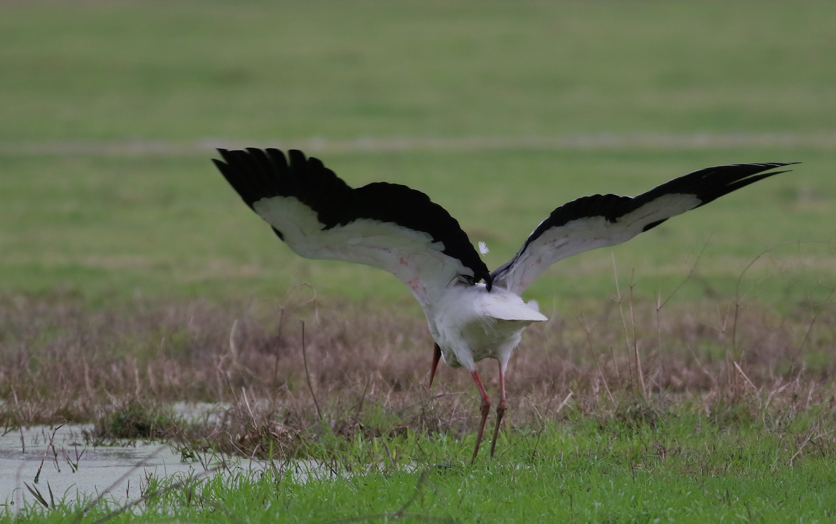 White Stork